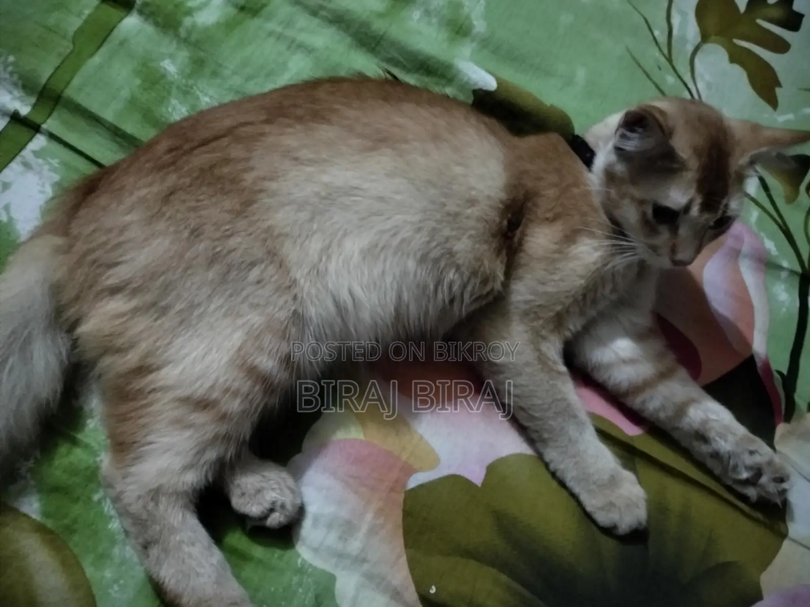 Cat for sale