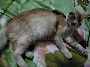 Cat for sale