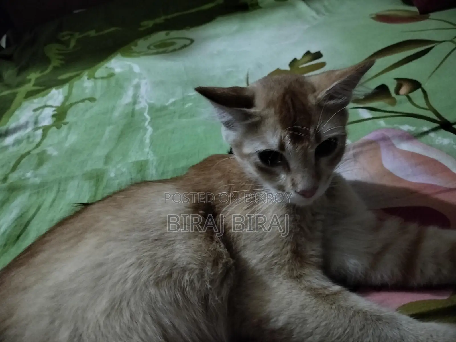 Cat for sale