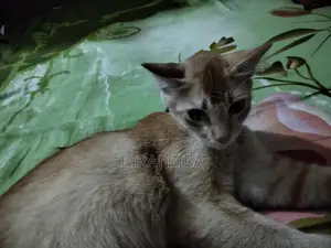 Cat for sale
