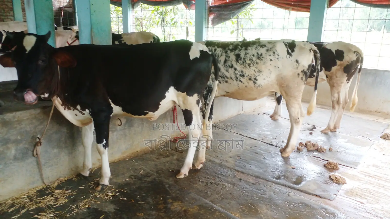 ১০০৯ নং উন্নত জাতের ৩টি বকনা কিনুন ।