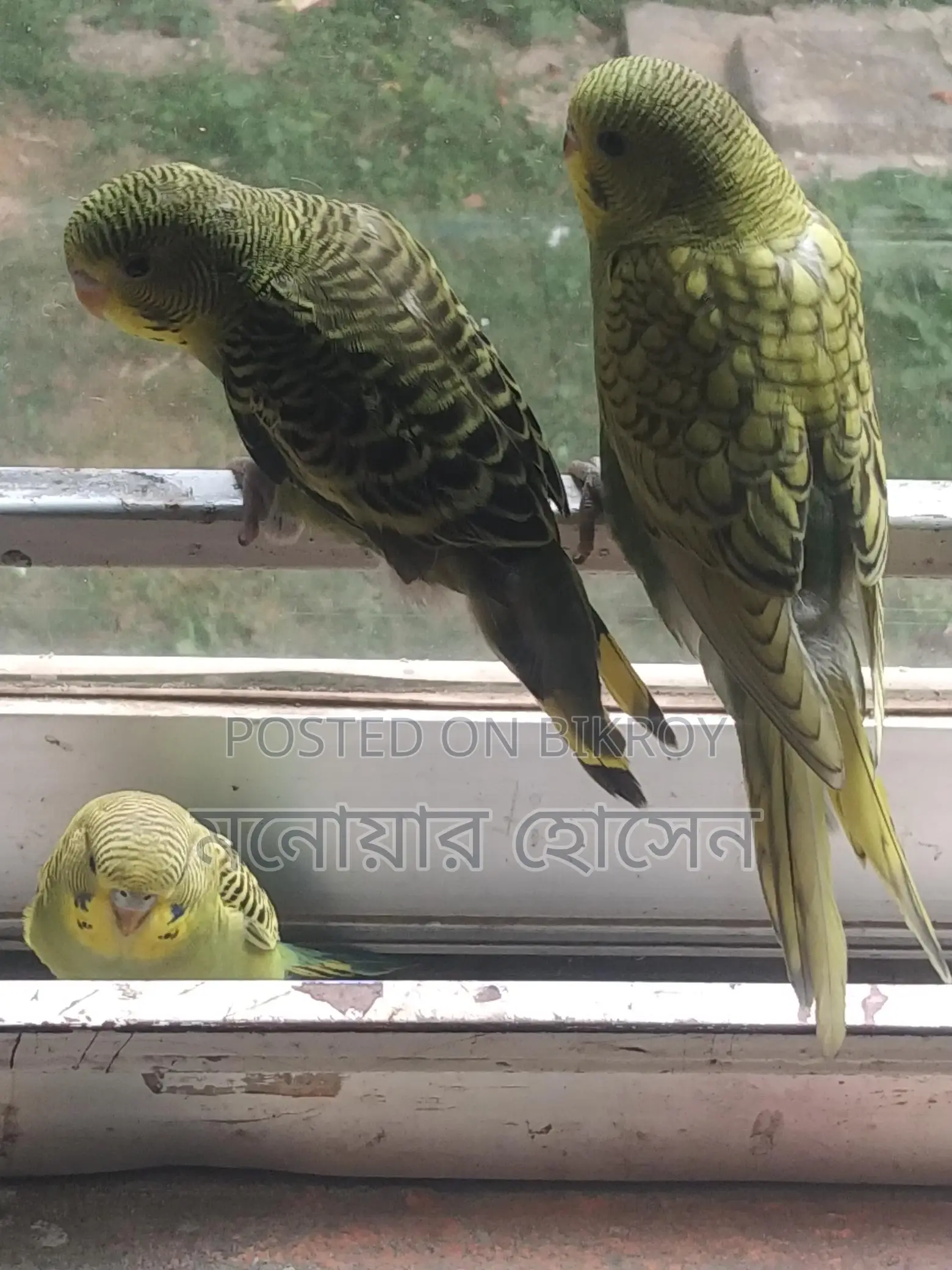 Three Budgerigar Birds