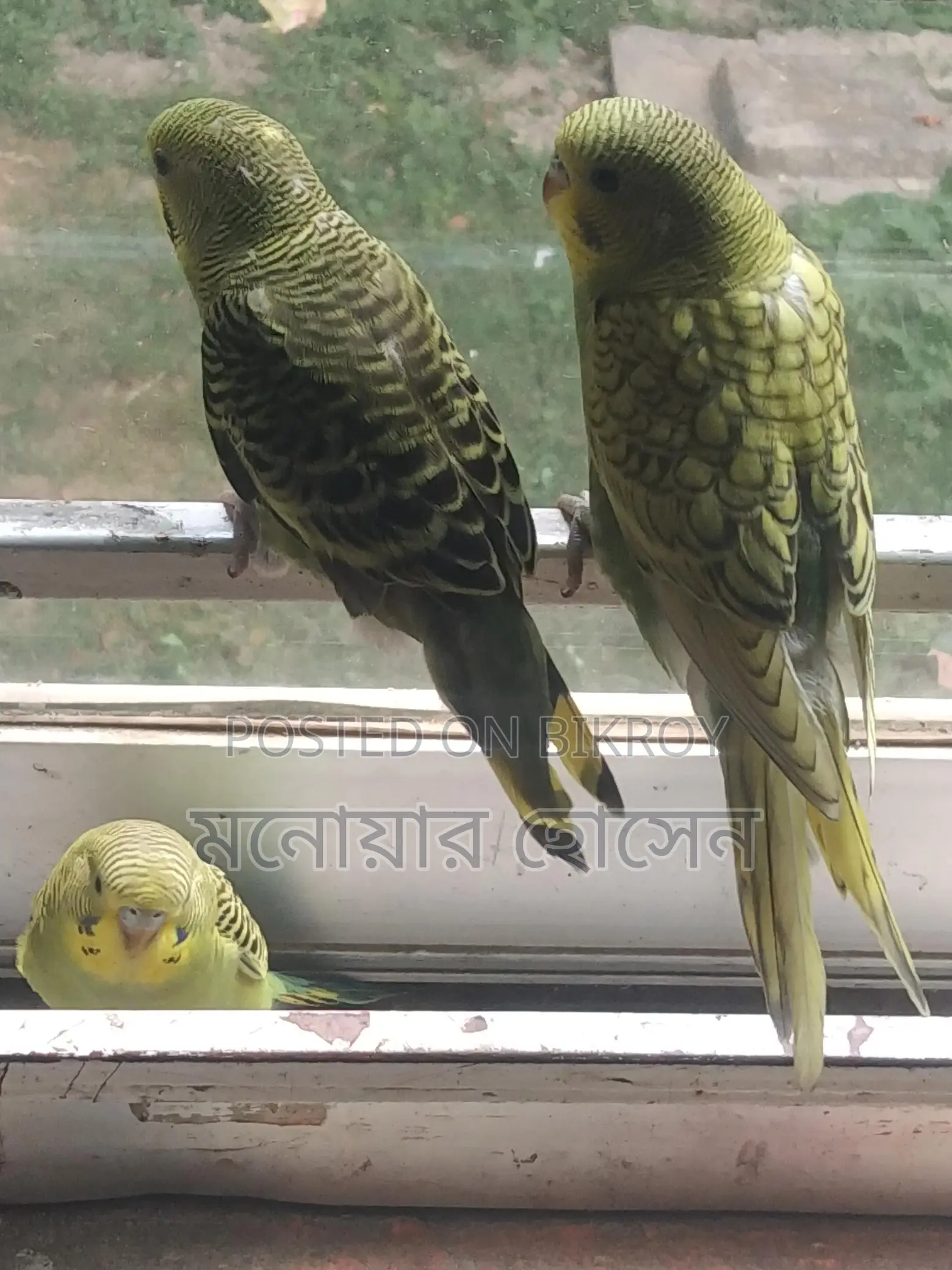 Three Budgerigar Birds