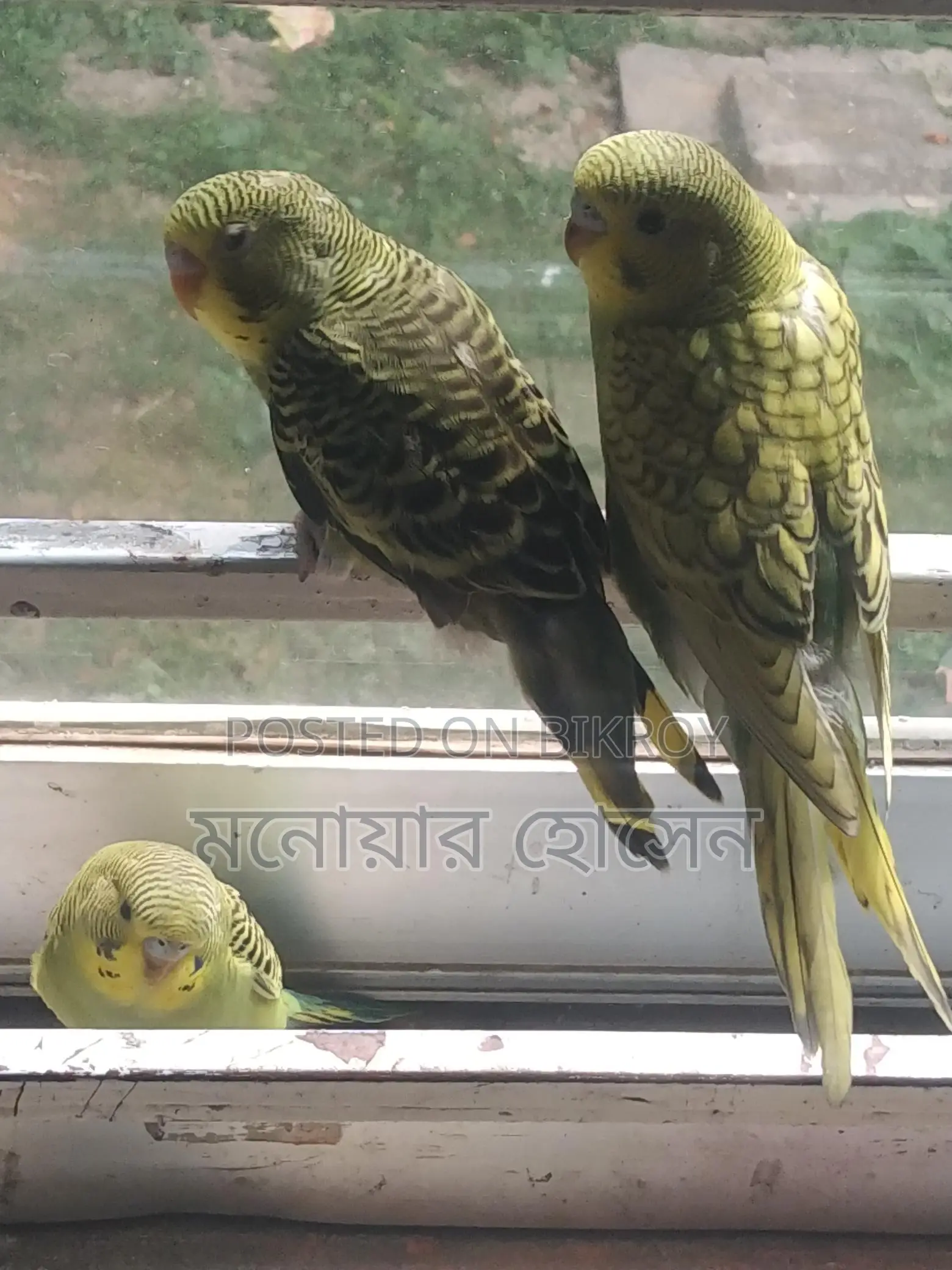 Three Budgerigar Birds