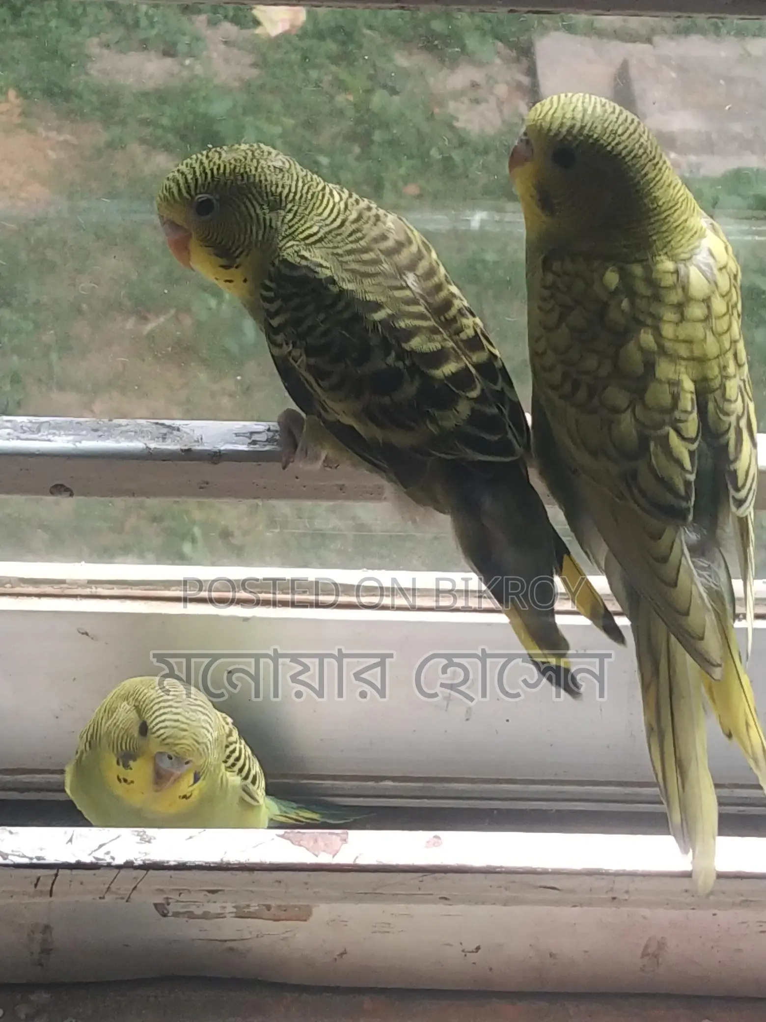 Three Budgerigar Birds