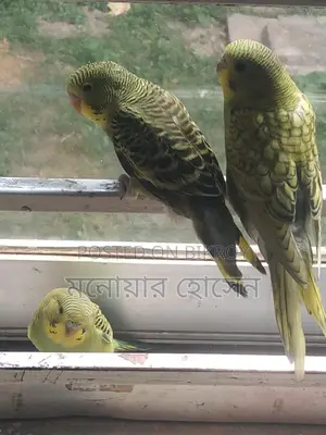 Three Budgerigar Birds