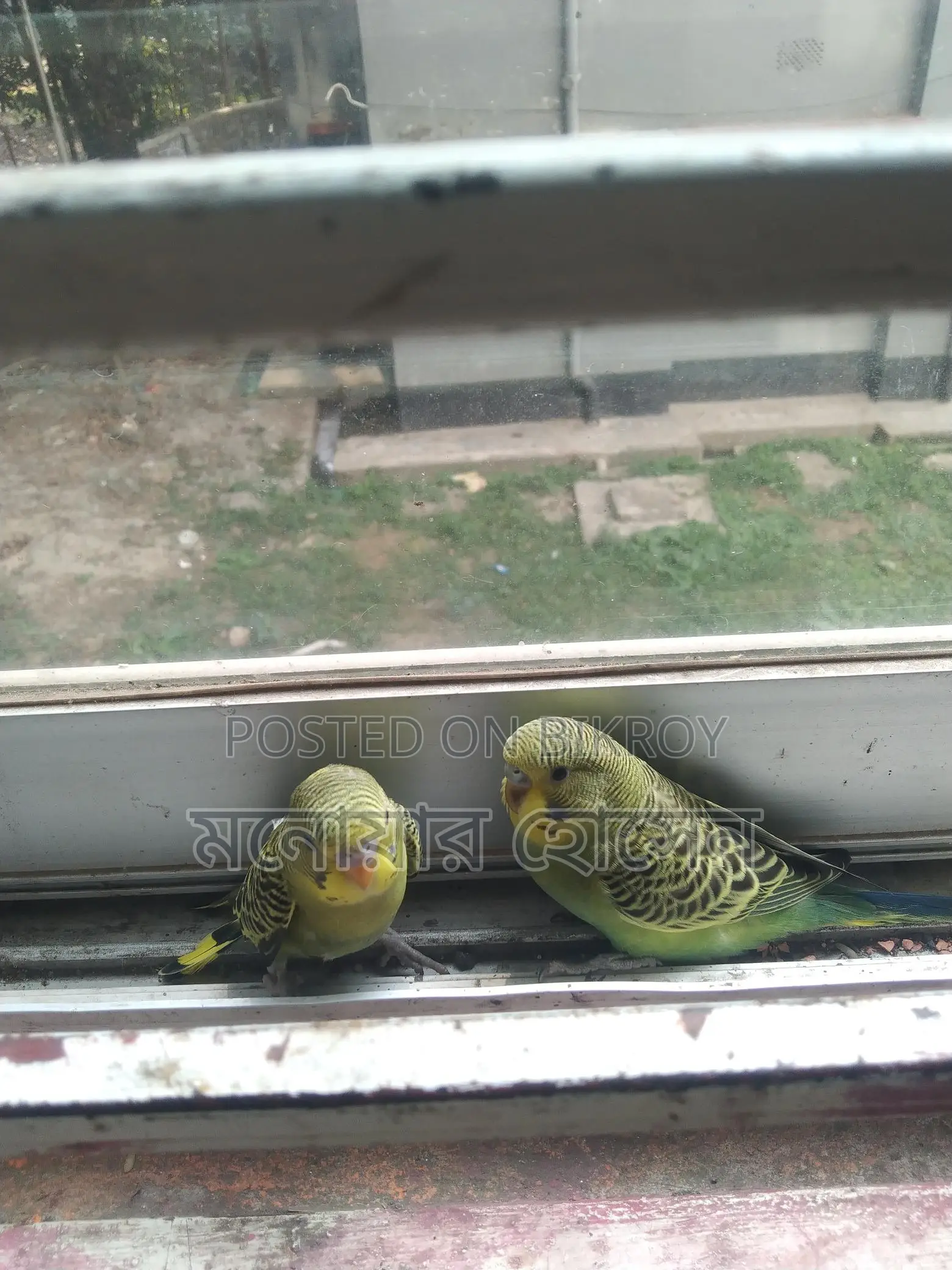 Three Budgerigar Birds