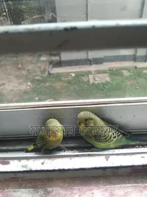 Three Budgerigar Birds