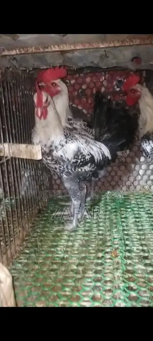 মিশরীয় ফাওমি