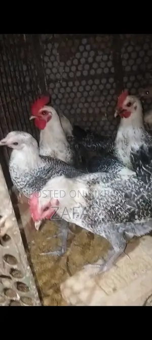 Egyptian Fayoumi