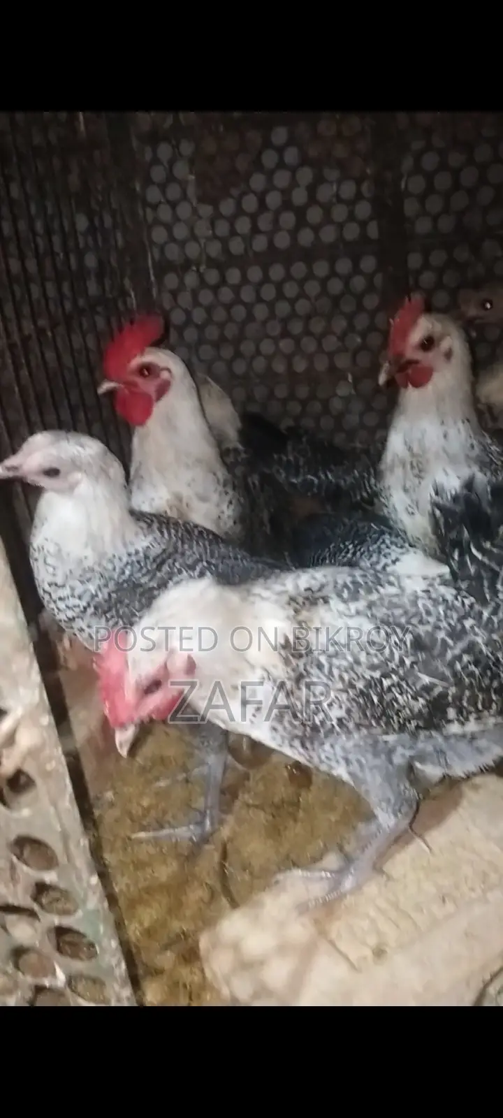 Egyptian Fayoumi