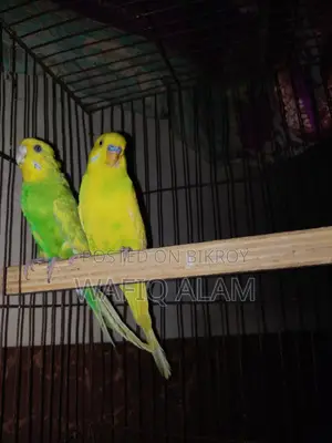 Breeding Master Pair for Sale