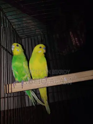 Breeding Master Pair for Sale