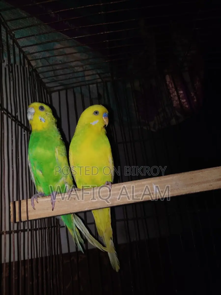 Breeding Master Pair for Sale