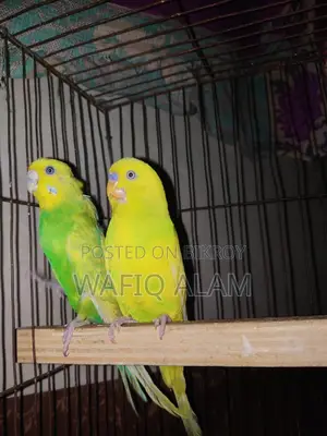 Breeding Master Pair for Sale