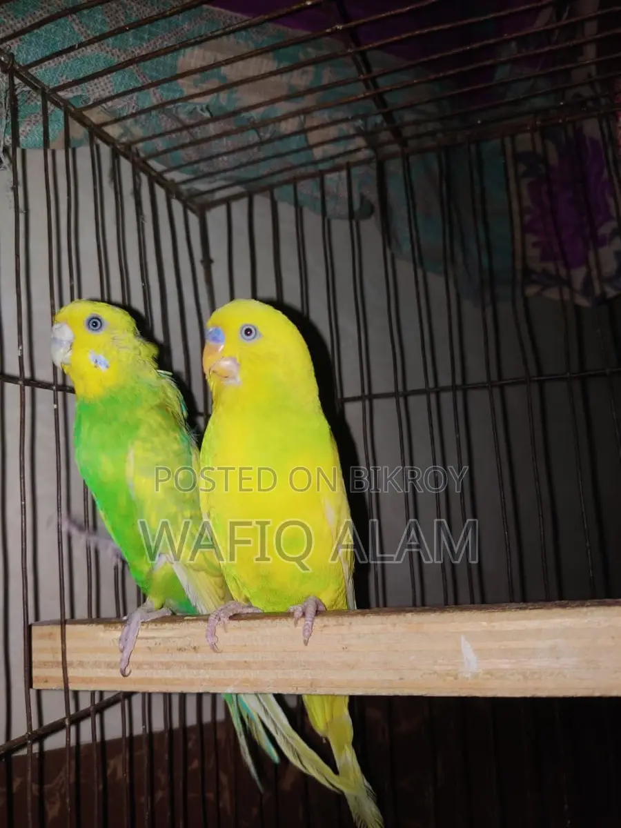 Breeding Master Pair for Sale