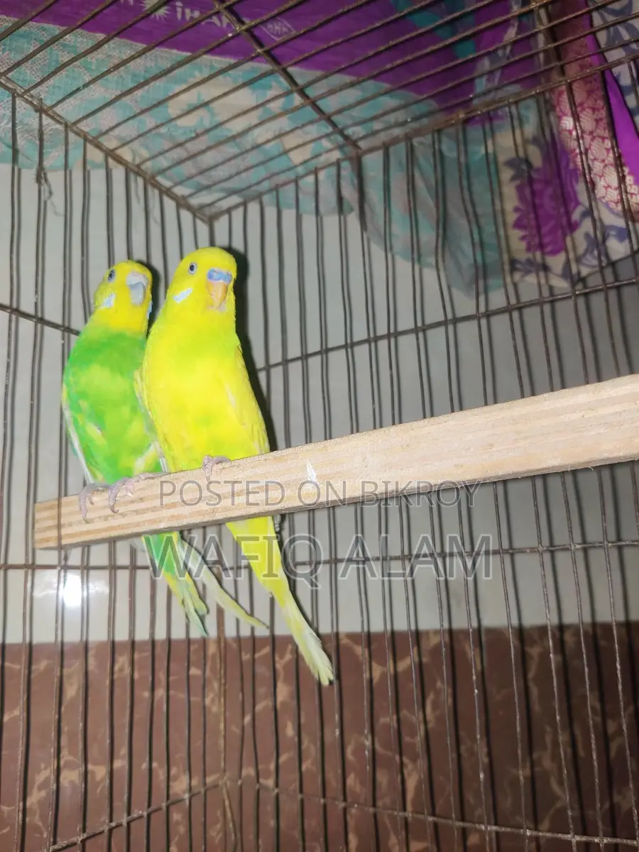 Breeding Master Pair for Sale
