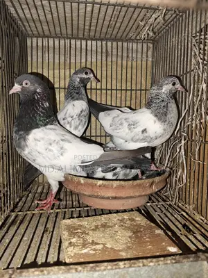 Kamagar Pigeon Chicks