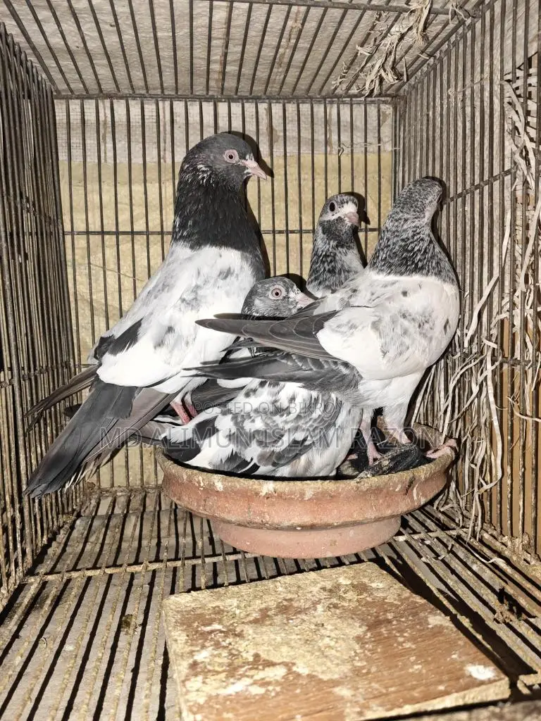 Kamagar Pigeon Chicks