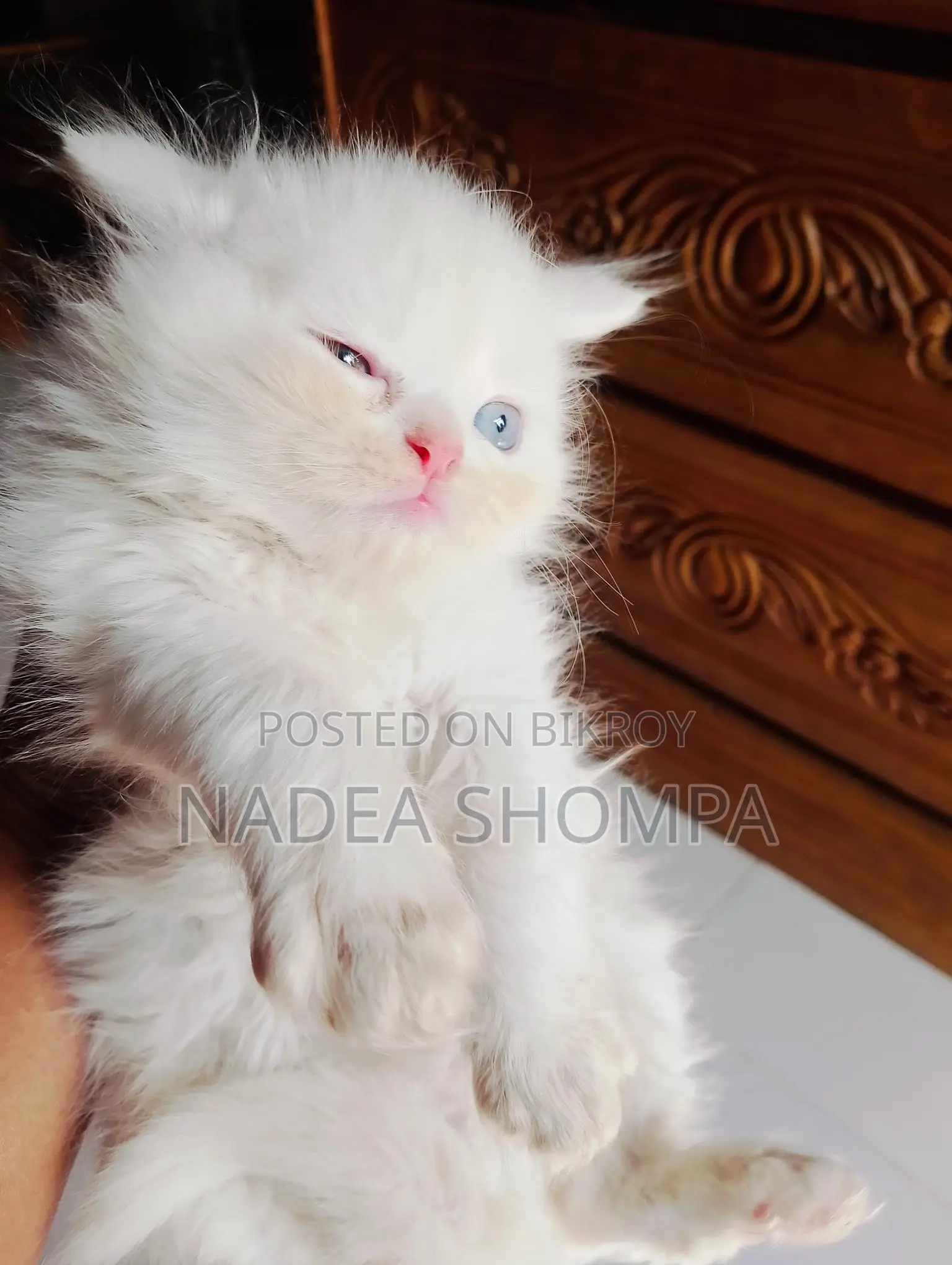 Traditional Persian Triple Coat Male Kitten