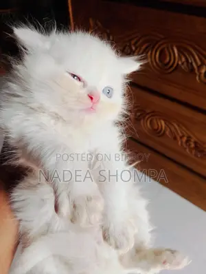 Traditional Persian Triple Coat Male Kitten
