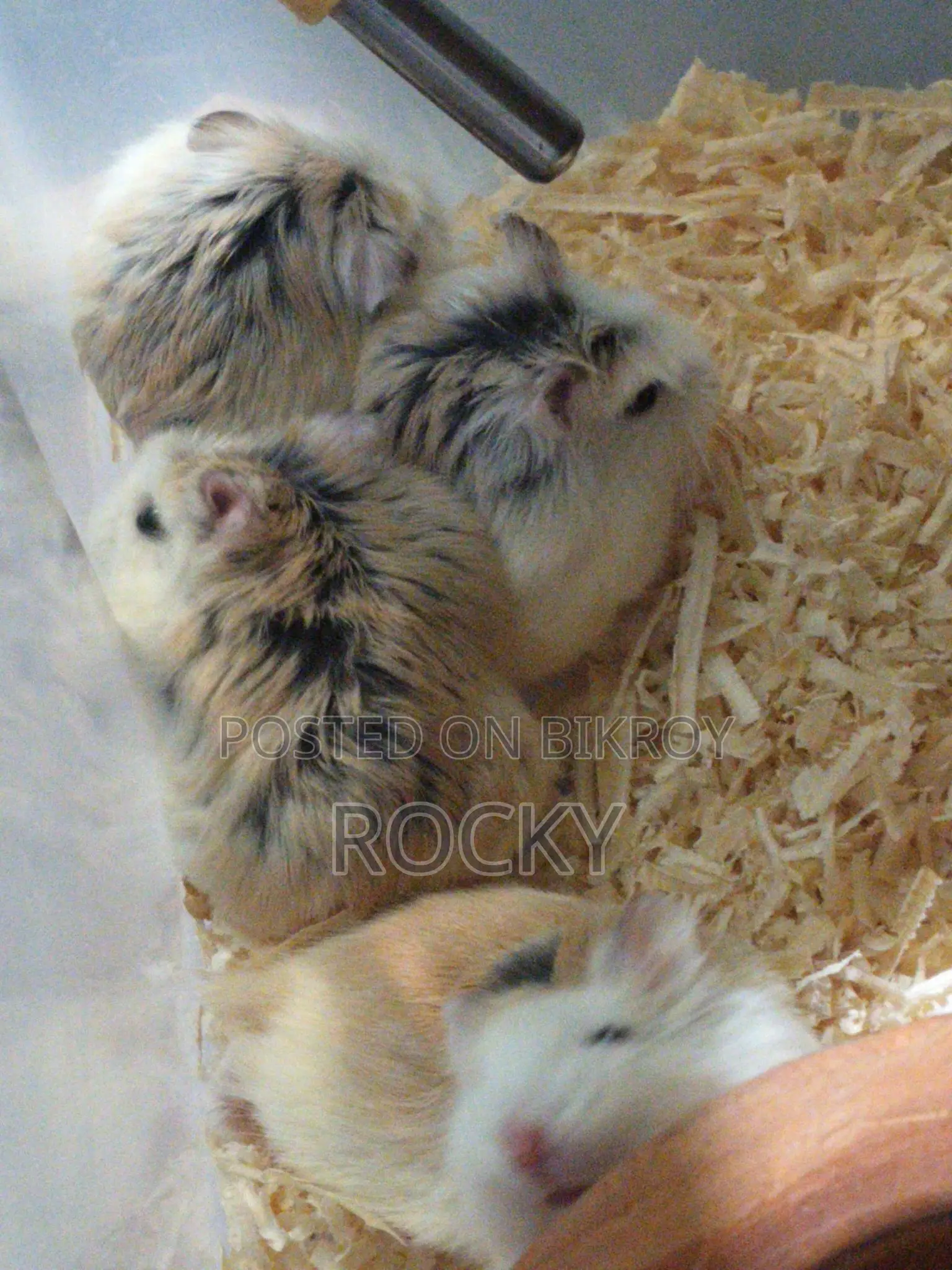 Roborovski Hamster Pair Available