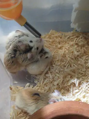 Roborovski Hamster Pair Available