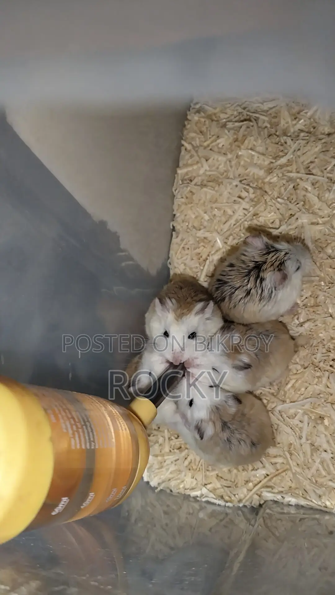 Roborovski Hamster Pair Available