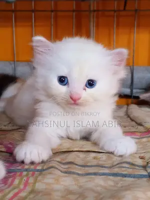 Traditional Persian male