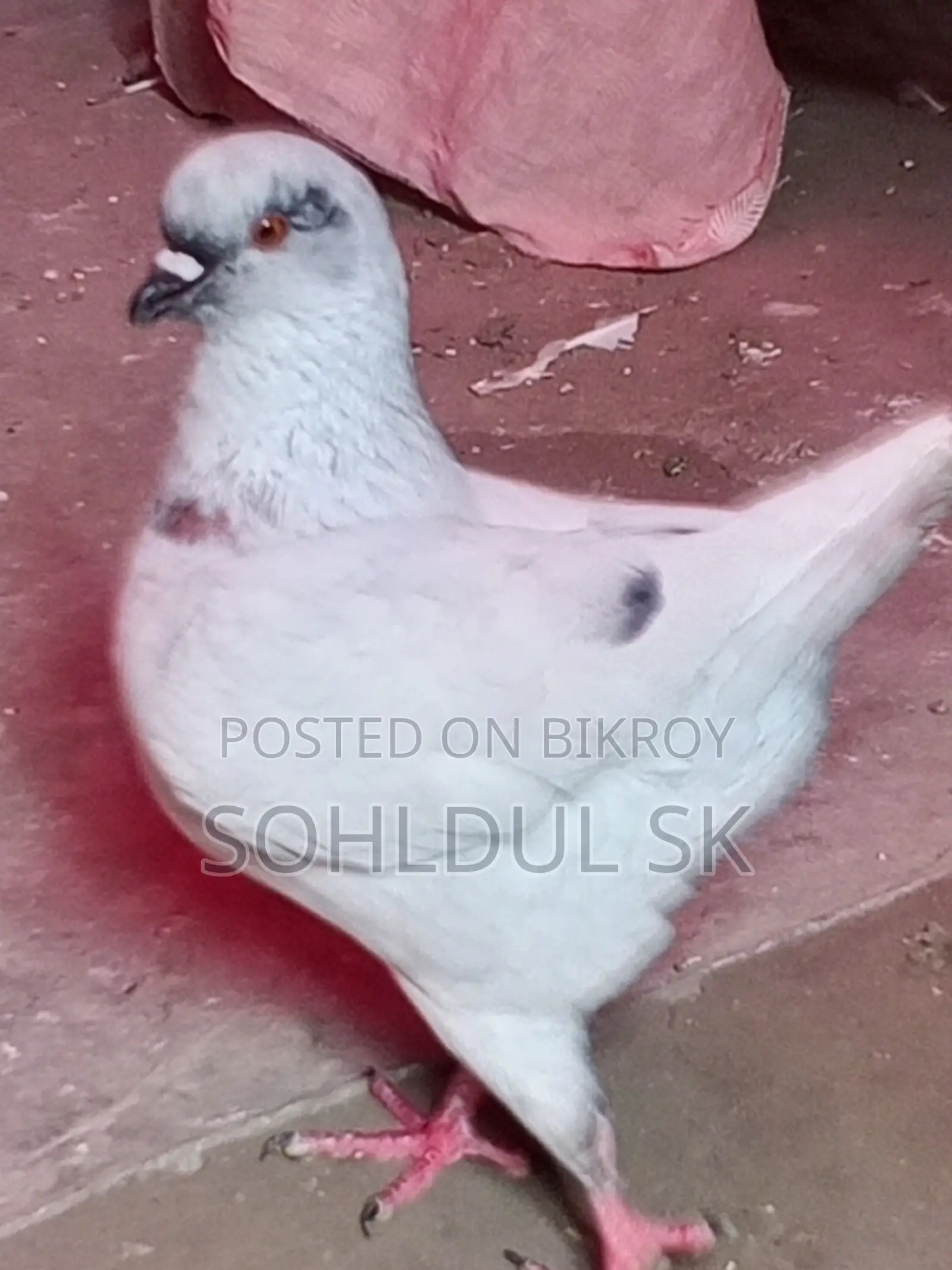 Pigeons for Sale