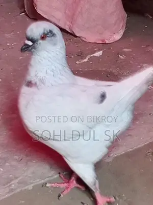 Pigeons for Sale