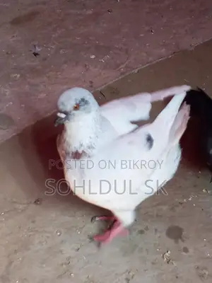 Pigeons for Sale