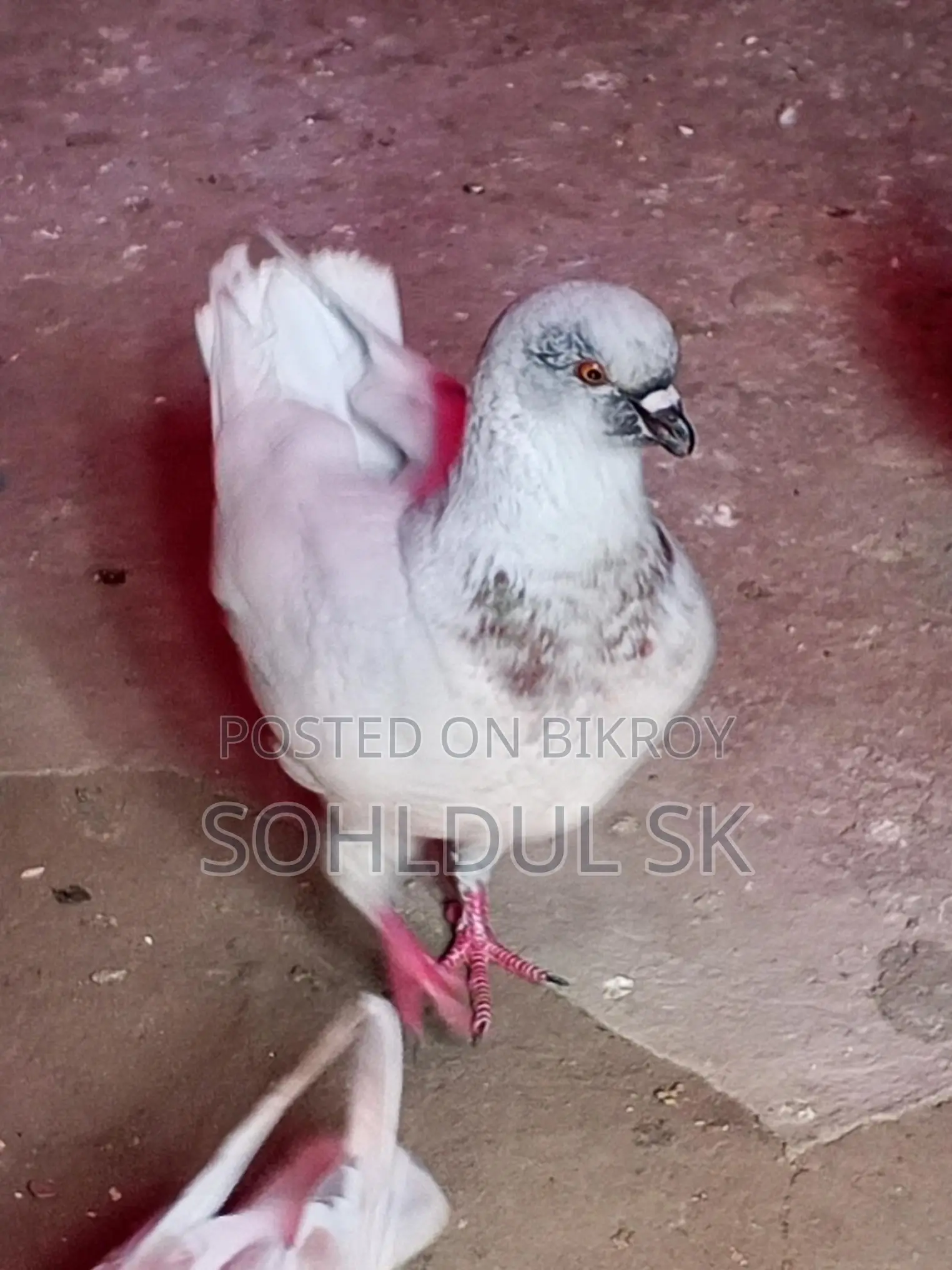 Pigeons for Sale