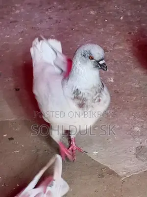 Pigeons for Sale