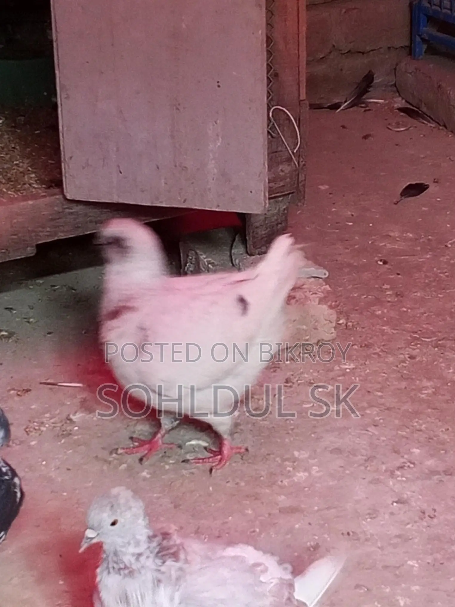 Pigeons for Sale