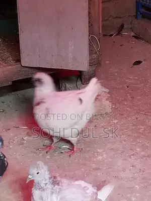 Pigeons for Sale