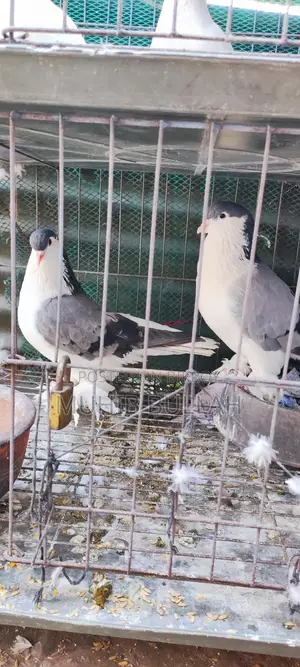 এক জোড়া সিরাজি কবুতর