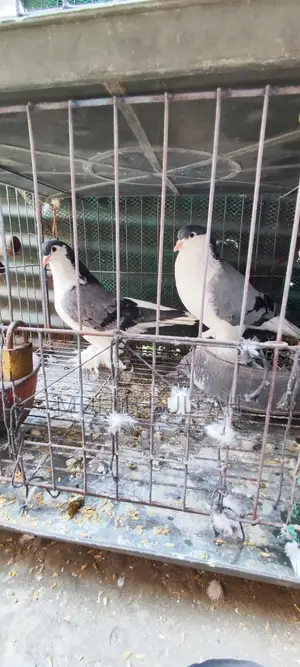 এক জোড়া সিরাজি কবুতর