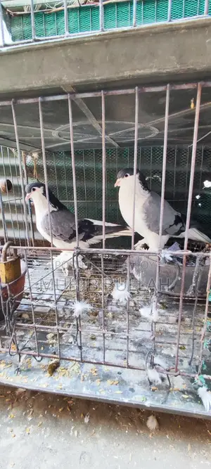 এক জোড়া সিরাজি কবুতর