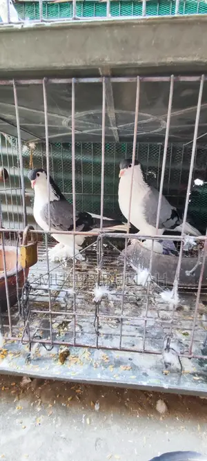 এক জোড়া সিরাজি কবুতর