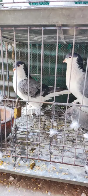 এক জোড়া সিরাজি কবুতর