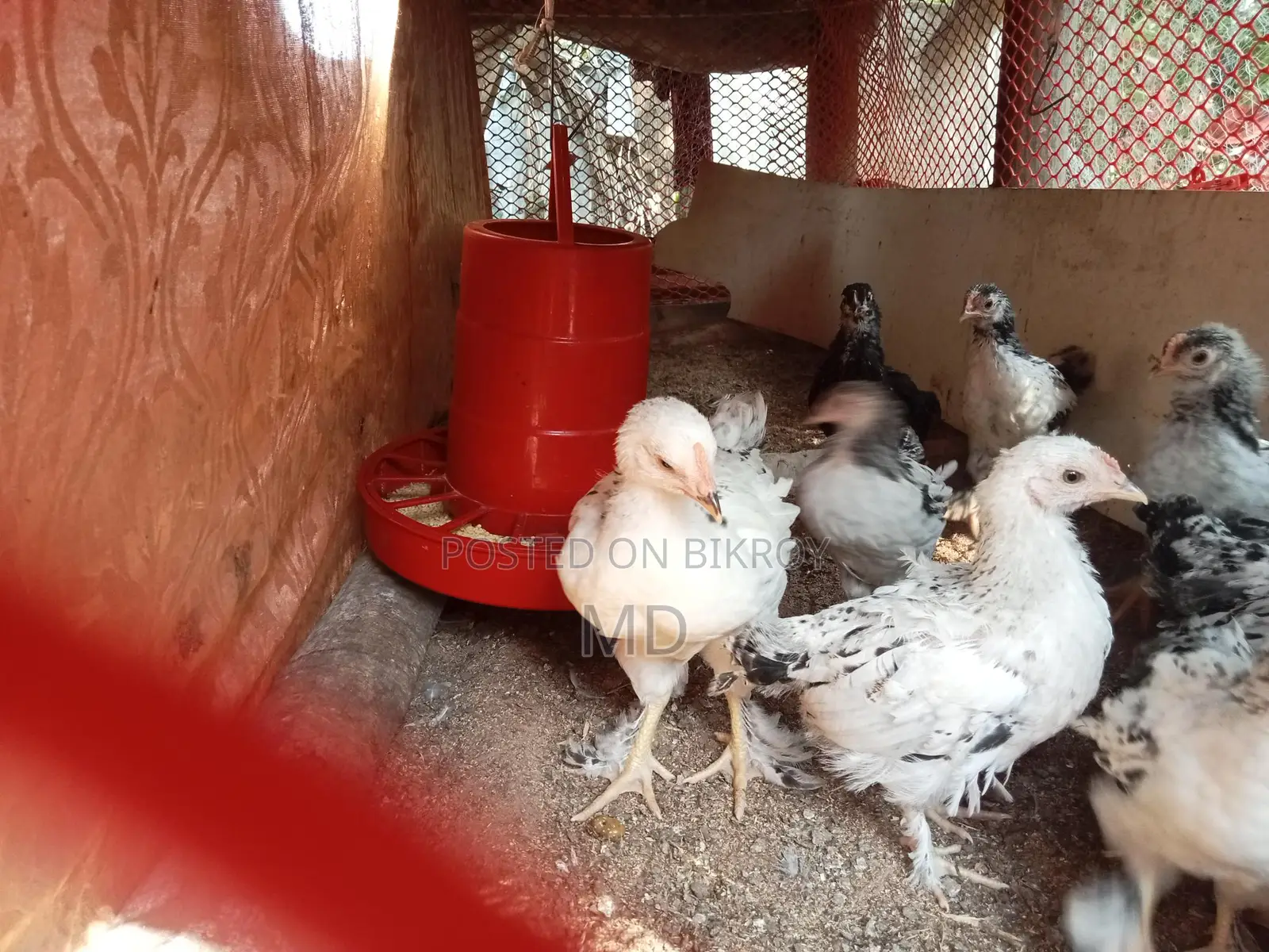 Fancy Brahma Chickens