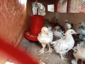 Fancy Brahma Chickens