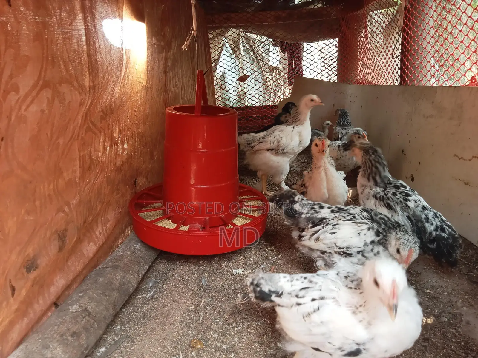 Fancy Brahma Chickens