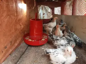 Fancy Brahma Chickens