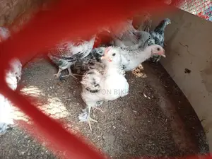 Fancy Brahma Chickens