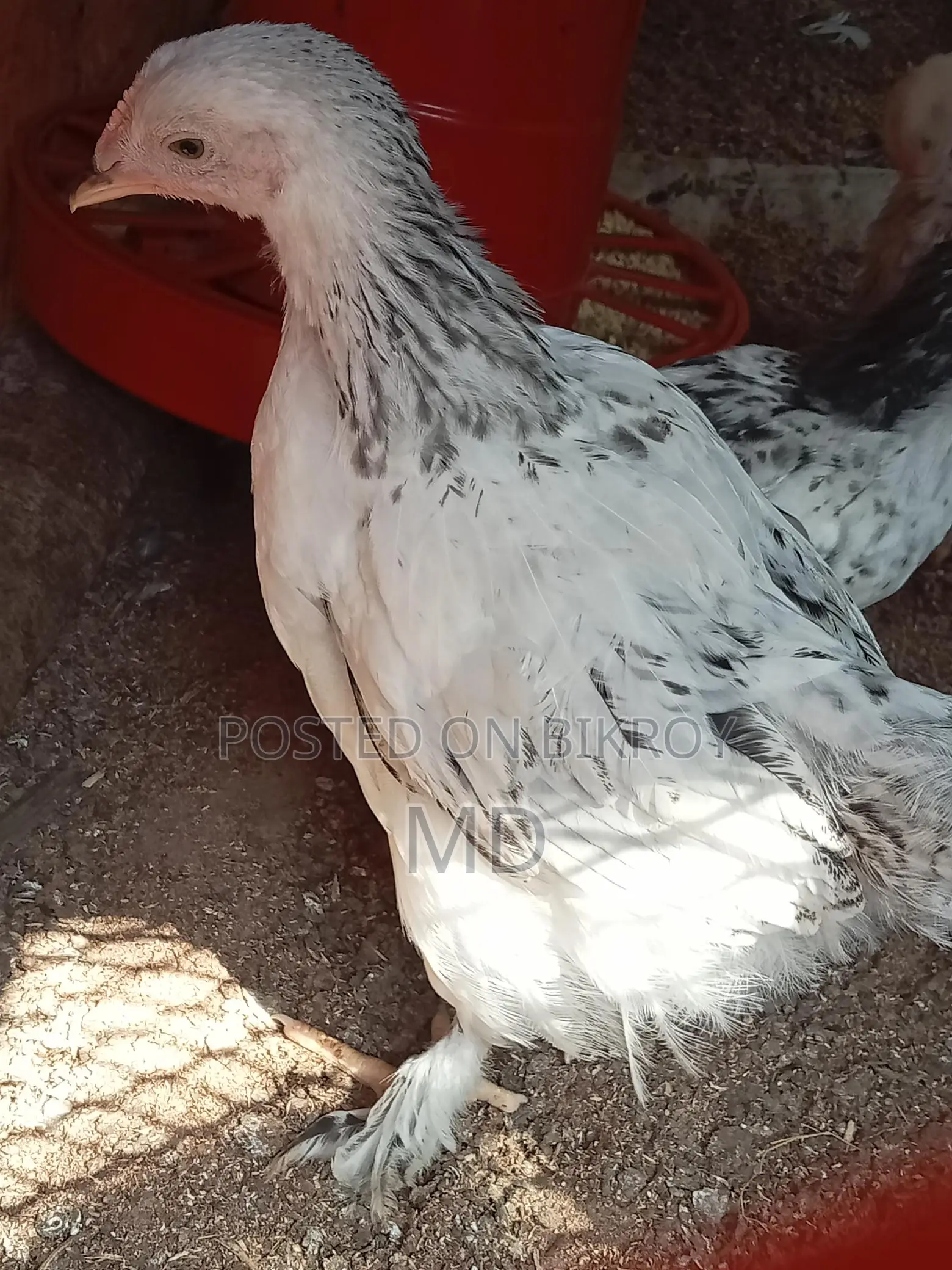 Fancy Brahma Chickens
