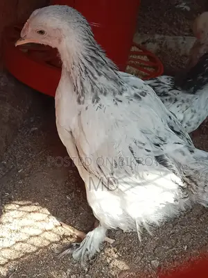 Fancy Brahma Chickens