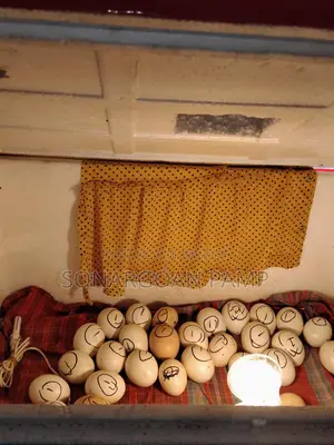 ইনকিউবেটর মেশিন