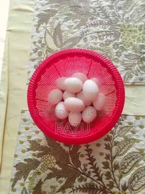 সিল্কি ও ব্রাহামা মুরগি ডিম